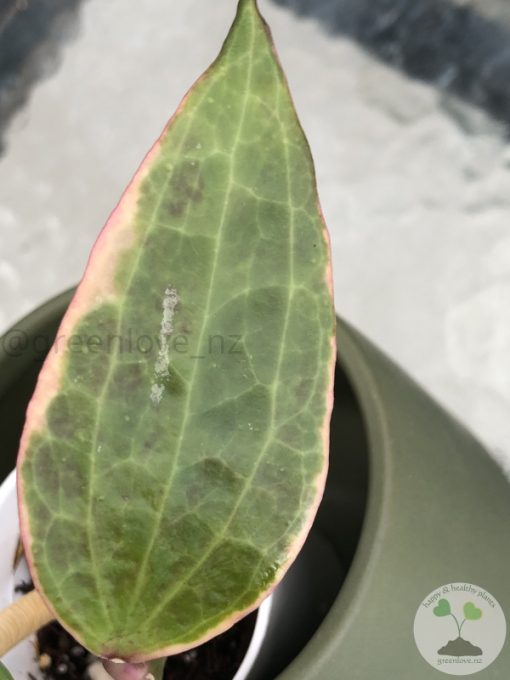 Hoya Latifolia Albo