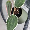 Hoya Latifolia Albo