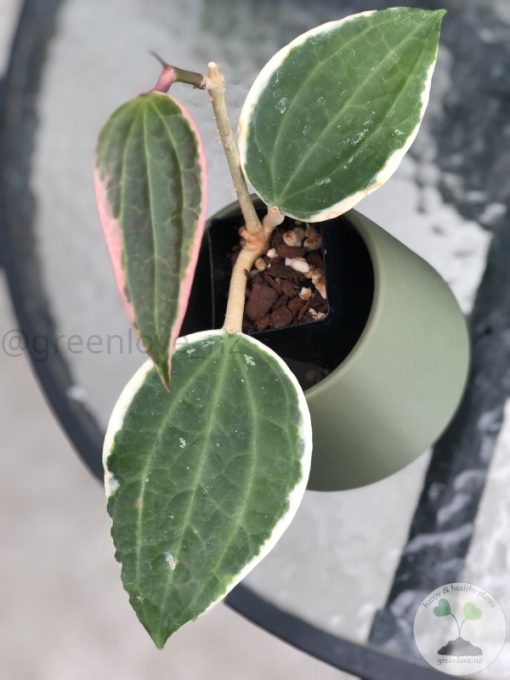 Hoya Latifolia Albo