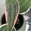 Hoya Latifolia Albo