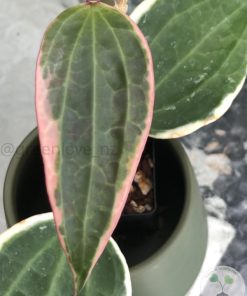 Hoya Latifolia Albo