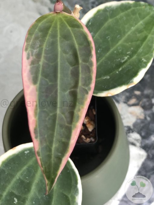 Hoya Latifolia Albo
