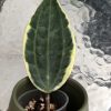 Hoya Latifolia Albo with new growth