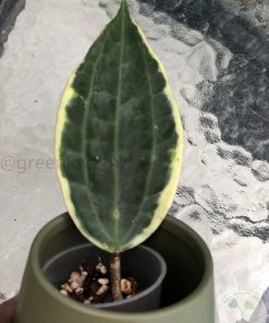 IMG_9303 Hoya Latifolia Albo with new growth
