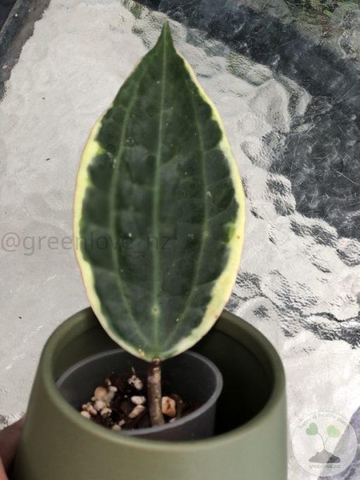 Hoya Latifolia Albo with new growth