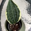 Hoya Latifolia Albo with new growth