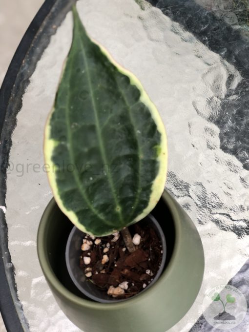 Hoya Latifolia Albo with new growth
