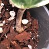 Hoya Latifolia Albo with new growth