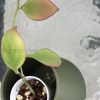 Hoya anulata