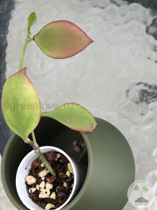 Hoya anulata