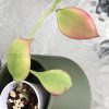 Hoya anulata
