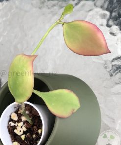 Hoya anulata