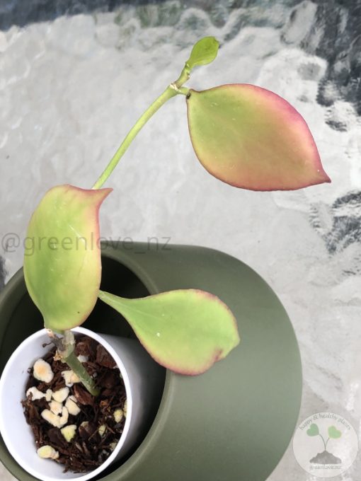 Hoya anulata