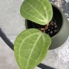Hoya polystachya (with new growth)