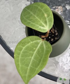 Hoya polystachya (with new growth)