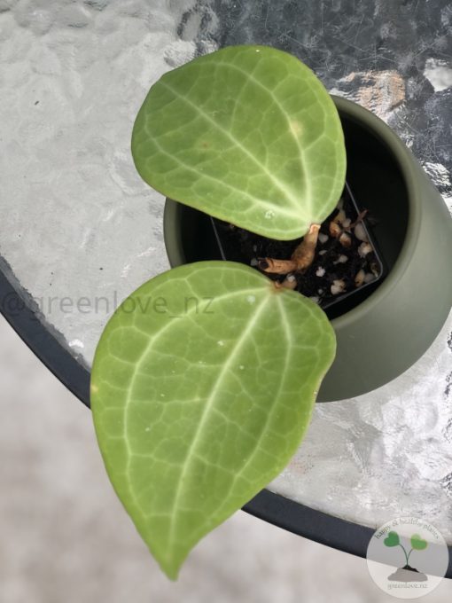 Hoya polystachya (with new growth)