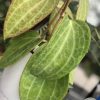 Hoya polystachya