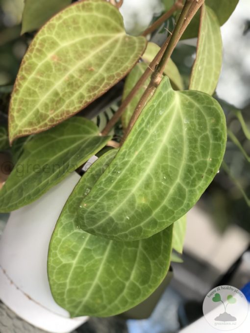 Hoya polystachya