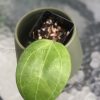 Hoya Sarawak with new growth - C