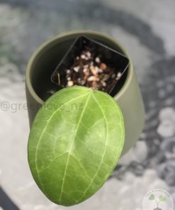 IMG_9331 Hoya Sarawak with new growth - C