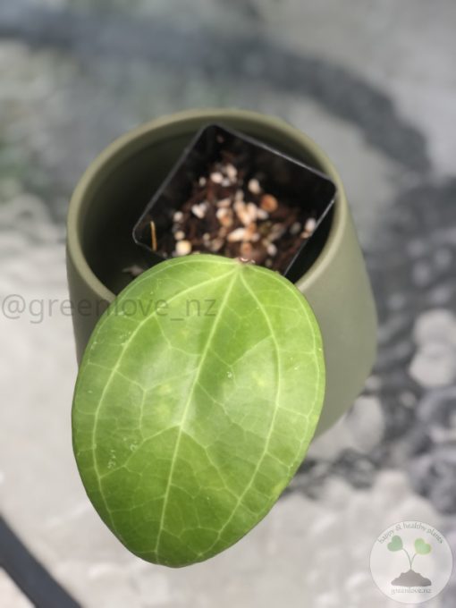 Hoya Sarawak with new growth - C