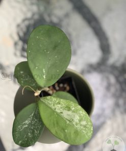 IMG_9334 Hoya Obovata hybrid - A