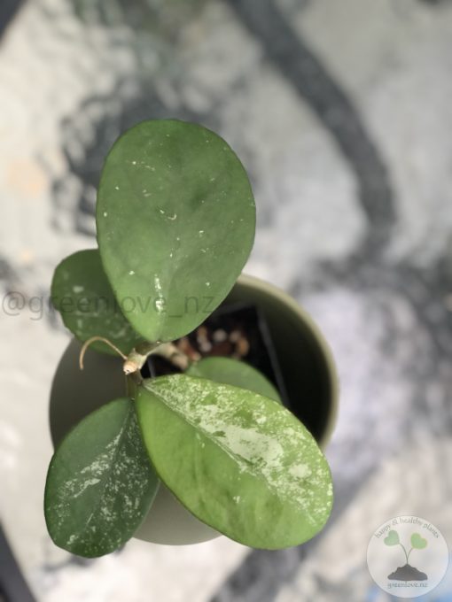 Hoya Obovata hybrid - A