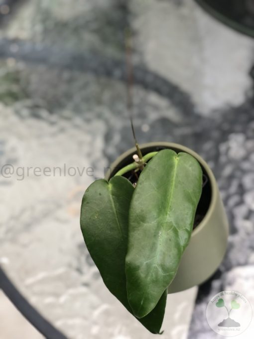 Hoya macgillivrayi