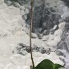 Hoya macgillivrayi