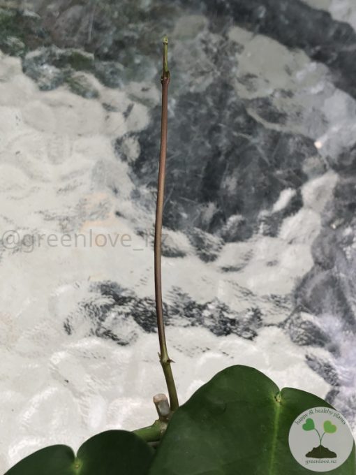 Hoya macgillivrayi