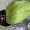 Hoya Sarawak with new growth - A