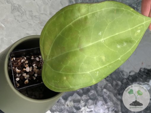 Hoya Sarawak with new growth - A