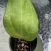 Hoya Sarawak with new growth - A