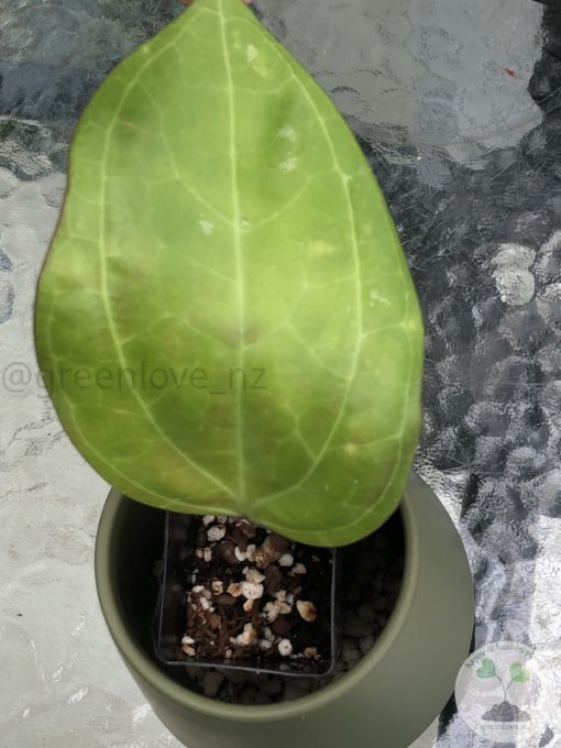 Hoya Sarawak with new growth - A