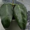 Hoya macgillivrayi