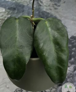 IMG_9362 Hoya macgillivrayi