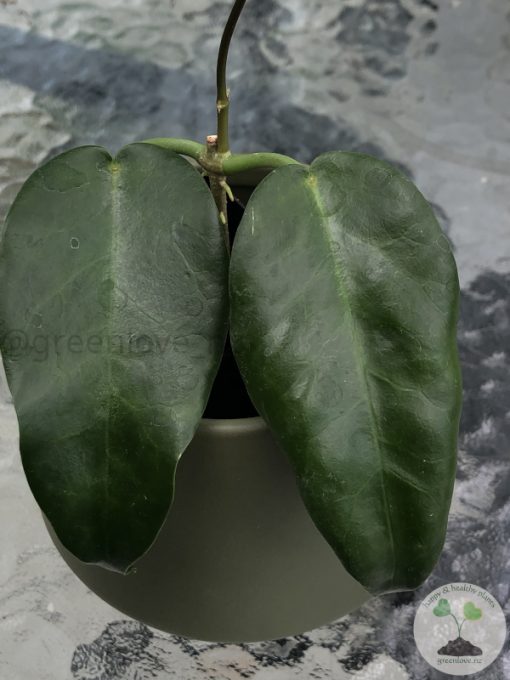 Hoya macgillivrayi