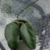 Hoya macgillivrayi