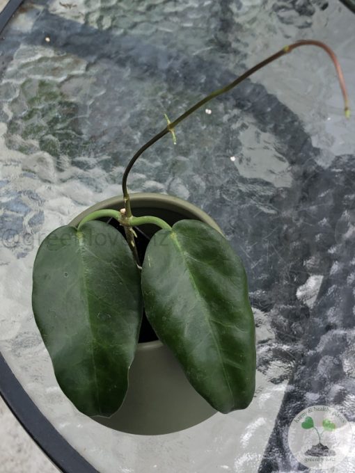 Hoya macgillivrayi
