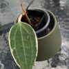 Hoya Latifolia Albo (two leaves plant)