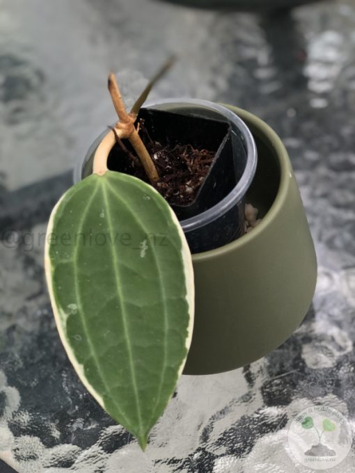Hoya Latifolia Albo (two leaves plant)