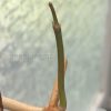 Hoya Latifolia Albo (two leaves plant)