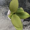 Hoya Eitapensis