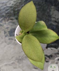 Hoya Eitapensis