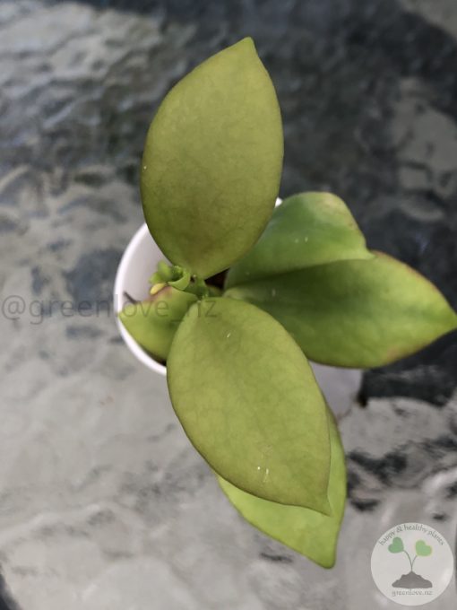 Hoya Eitapensis