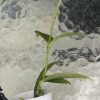 Hoya Eitapensis