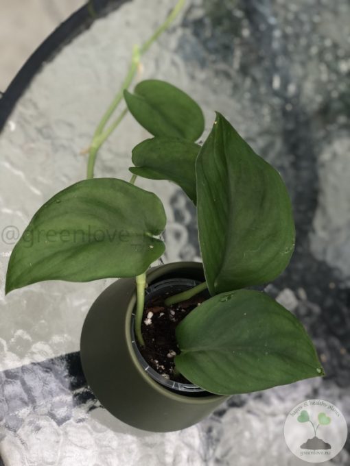Scindapsus Jade Satin