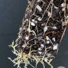 Hoya Latifolia NoID