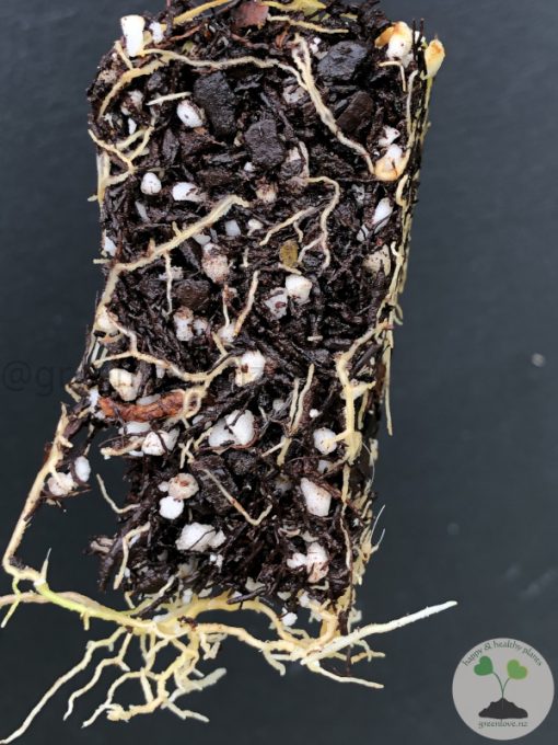 Hoya Latifolia NoID