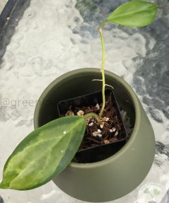 Hoya incrassata 'Moonshadow'